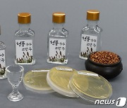충북농기원, 신종 효모 활용한 고량주 제조기술 특허출원