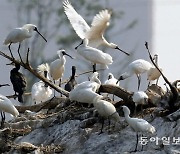 [신문과 놀자!/환경 이야기]천연기념물 '저어새'가 멸종위기에 처하게 된 까닭은?