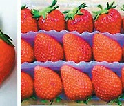 [오늘의 먹거리]겨울에 가장 맛있는 '딸기'.. 비타민C-폴리페놀 등 항산화 물질 풍부