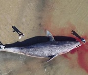 귀신고래 384마리 굶어죽어..온난화 재앙 '사망 사태' 선포