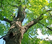 [더오래]임종 앞둔 남편이 벌인 개오동나무 벌목 소동