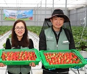 의성 스마트팜 딸기 수확.."지역 대표작물 될 것"