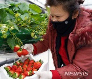 '동남아서 선풍적 인기' 해남 딸기 본격 수확