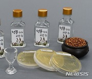 충북농기원, 효모 이용 '국산 고량주' 제조방법 특허출원