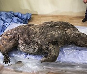 털·내장까지 완벽 보존..4만 년 전 죽은 '시베리아 털코뿔소' 공개