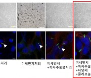 아모레 "녹차 성분이 신체 내 미세먼지 흡착 줄인다"