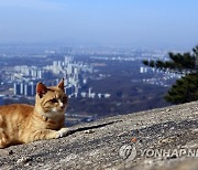 북한산 고양이