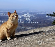 북한산 고양이