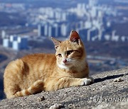 북한산 고양이의 여유