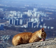 북한산 고양이의 여유