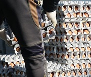 달걀 옮기는 상인