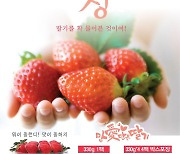 [곡성소식] 지역 생산 딸기 195상자, 베트남서 완판
