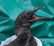 SOUTH AFRICA PHOTO SET CAPE CORMORANT REHABILITATION