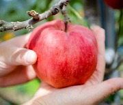 사과·배 등 농작품 재해보험상품 29일부터 판매