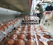 계란 가격 안정화 위해 비축 계란 푼 정부