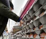 판매 시작한 정부 비축 계란