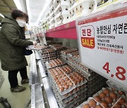 30% 이상 저렴한 정부 비축 계란, 농협 48개 직매장에서 일 한정 판매