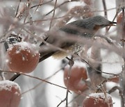 [포토]눈 오는 날 사과 만찬 즐기는 직박구리