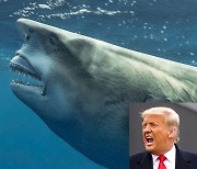 이번엔 바다를 위대하게?.. 플로리다엔 트럼프 닮은 상어가 산다