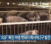 춘천서 'ASF' 확진 야생 멧돼지 폐사체 2구 발견