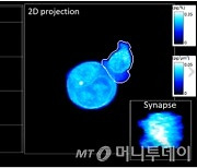 KAIST, 인공지능 이용 면역항암 세포 3차원 분석기술 개발