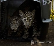 NICARAGUA ANIMALS