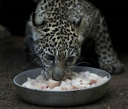 NICARAGUA ANIMALS