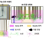 "인공뇌 모양 유지한 채 뇌 신호 측정하는 분석시스템 개발"