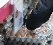 계란값 안정 나선 정부, 수매 물량 시장에 공급