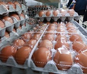 '금계란' 제동, 정부 수매 계란 시장 공급