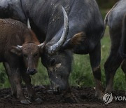 MALAYSIA BUFFALO