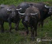 MALAYSIA BUFFALO