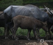 MALAYSIA BUFFALO