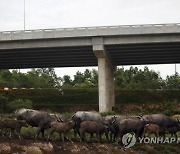 MALAYSIA BUFFALO