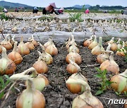 장수군, 시장가격 하락한 양파·감자·가을배추 차액 지원