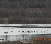 창녕 우포늪 철새서식지, AI 확산세에 '출입통제'