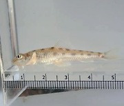 청주 미호천서 멸종위기 1급 어류 '흰수마자' 발견