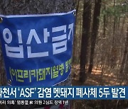 춘천·화천서 'ASF' 감염 멧돼지 폐사체 5두 발견