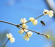 [포토친구] 봄소식 전하는 납매와 꿀벌