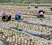 '양파·감자·배추농가 돕는다'..장수군, 75농가에 4억 지원