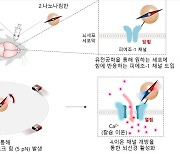 "자기장으로 뇌세포 활성화하는 '나노 나침반' 개발"