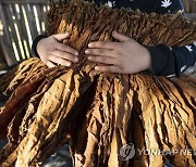 HUNGARY PHOTO SET AGRICULTURE TOBACCO