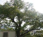 역사·학술가치 있는 수목 보호수로 관리..부산시 전수조사