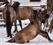 POLAND ANIMALS