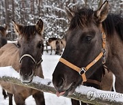 POLAND ANIMALS