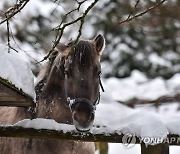 POLAND ANIMALS