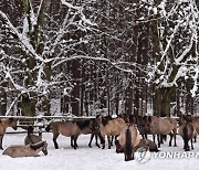 POLAND ANIMALS