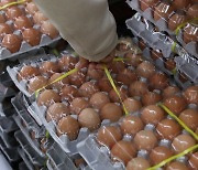 달걀 한 판 7000원 넘었다..전년보다 38% 급등