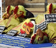 "닭 1만마리 살처분 멈춰달라" 농장의 가처분 신청..법원 '기각'