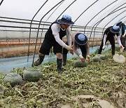 하늘만 바라보던 농사 이제 그만.. 농작물재해보험으로 경영 불안 해소